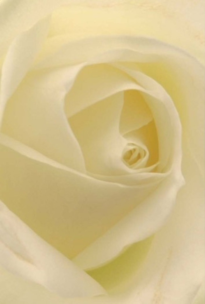This close view of a white rose, set against soft, natural light, instantly transports you to a peaceful corner of Plaistow. The petals blend creamy white and delicate ivory tones, arranged with a quiet artistry that reflects the care of a seasoned local florist. The interplay of translucence around the edges, paired with the rich, inviting shadows within the soft spiral core, creates a mood of understated sophistication and tranquility. Each petal appears tender yet strong-a balance between nature's gentle touch and the skillful hands behind the design. Such a rose makes for an elegant offering at weddings, as a gesture of apology, or when celebrating the beginnings of something new, its fragrance as subtle and comforting as a fresh breeze in Plaistow Park. The composition captures both the emotional delicacy and enduring purity of the moment, embodying the spirit of thoughtful floral expression that defines Flower Delivery Plaistow.